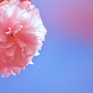 A bright pink blossom against a light blue background.