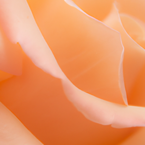 A close-up of a peach-coloured rose petal.