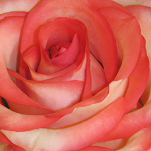 A close-up of a bright pink and coral rose with hints of shimmer.